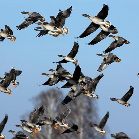 Domek w Otulinie Biebrzy Goniądz Zewnętrze zdjęcie