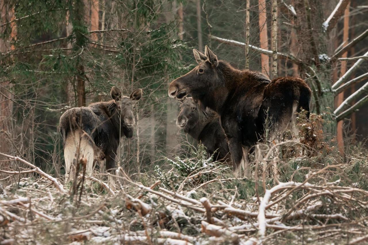 Domek w Otulinie Biebrzy Goniądz Zewnętrze zdjęcie